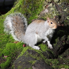 Sciurus carolinensis