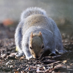Sciurus carolinensis