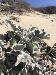 Cirsium rhothophilum