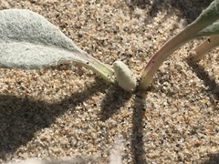 Cirsium rhothophilum