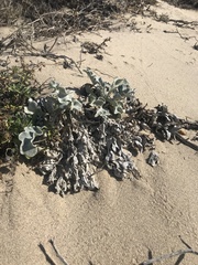 Cirsium rhothophilum