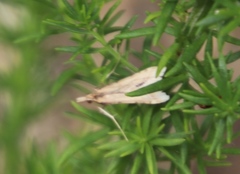 Diasemia monostigma
