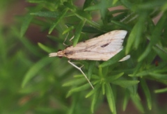 Diasemia monostigma