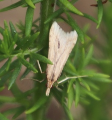 Diasemia monostigma