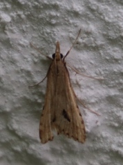 Diasemia monostigma