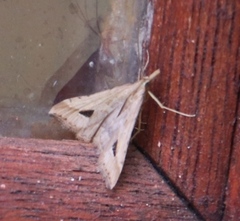 Diasemia monostigma