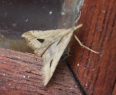 Diasemia monostigma