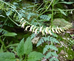 Corydalis ophiocarpa