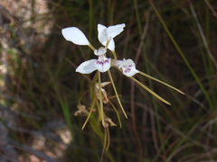 Diuris alba