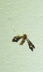 Nycterimorpha speiseri