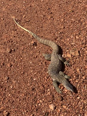 Varanus