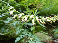 Corydalis ophiocarpa