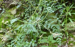 Corydalis ophiocarpa