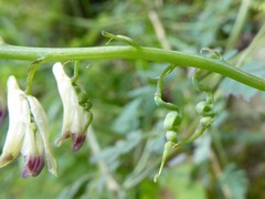 Corydalis ophiocarpa