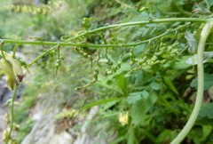 Corydalis ophiocarpa