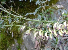 Corydalis ophiocarpa
