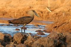 Hamerkop photo 4