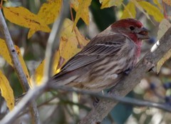 Haemorhous mexicanus