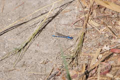 Argia agrioides