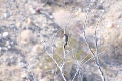 Colaptes