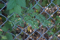 Gleditsia triacanthos