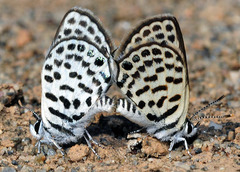 Tarucus theophrastus