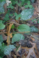 Plantago major