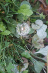 Taraxacum officinale