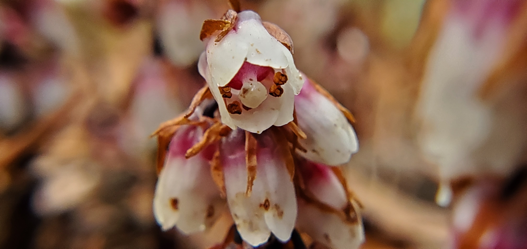 Monotropsis reynoldsiae