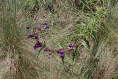 Penstemon gentianoides