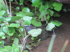 Actinemys marmorata pallida