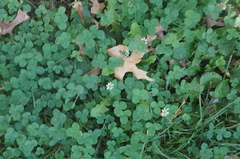 Trifolium repens