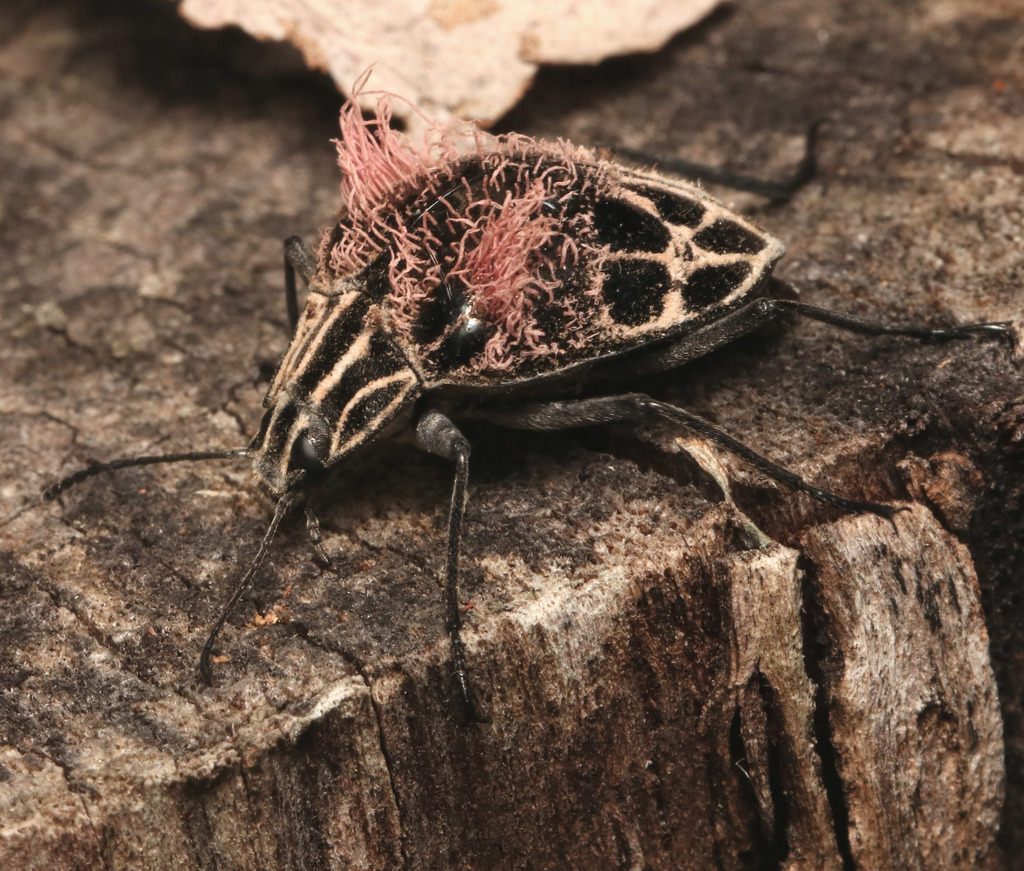 Tenebrioninae