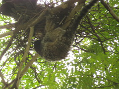 Callithrix penicillata