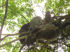 Callithrix penicillata