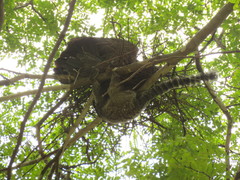 Callithrix penicillata