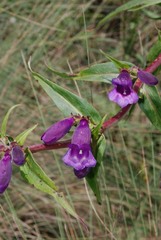 Penstemon gentianoides