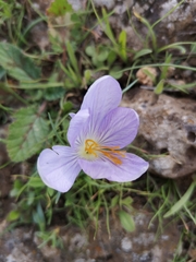 Crocus cancellatus