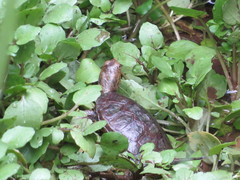 Actinemys marmorata pallida