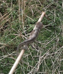 Chamaeleonidae