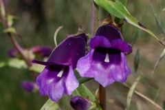 Penstemon gentianoides