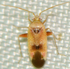 Parthenicus juniperi