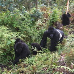 Gorilla beringei beringei