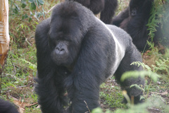 Gorilla beringei beringei
