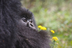 Gorilla beringei beringei