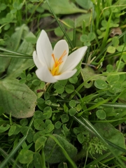 Crocus aleppicus
