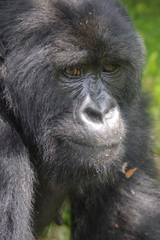 Gorilla beringei beringei