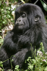 Gorilla beringei beringei