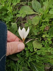 Crocus aleppicus