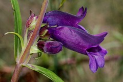 Penstemon gentianoides